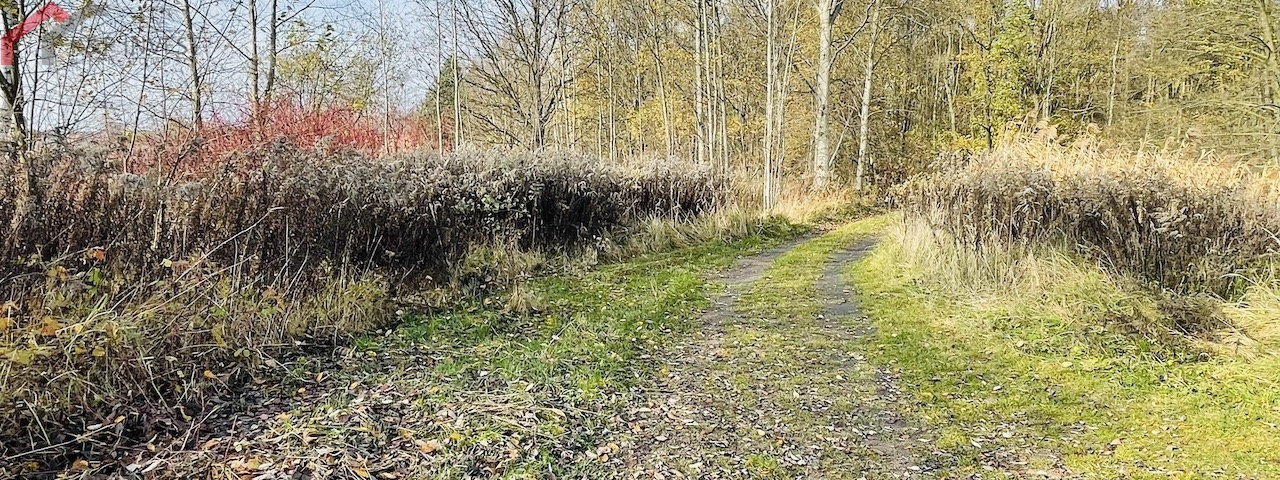 Połomia, śląskie, ,Działka,Sprzedaż,2432